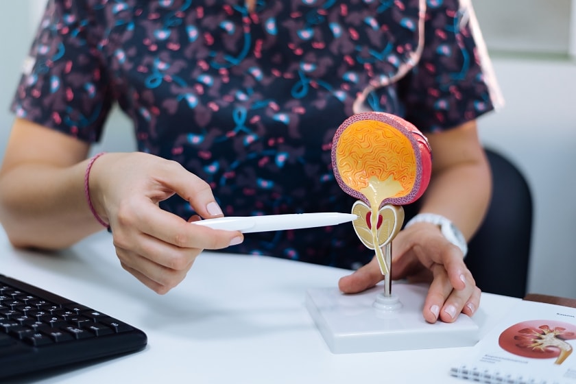 Healthcare professional sitting at a desk holding a pen and pointing to a medical model of the male urinary system, highlighting the bladder and prostate, with a keyboard visible nearby.