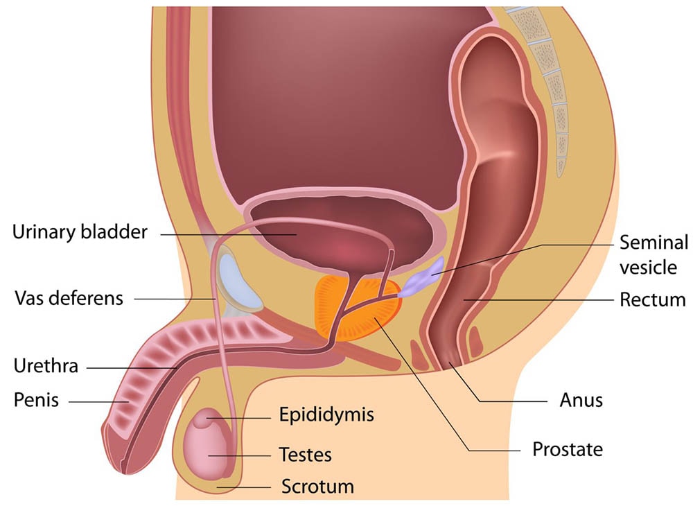 Urology diagram of a man