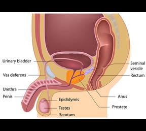 Urology diagram of a man