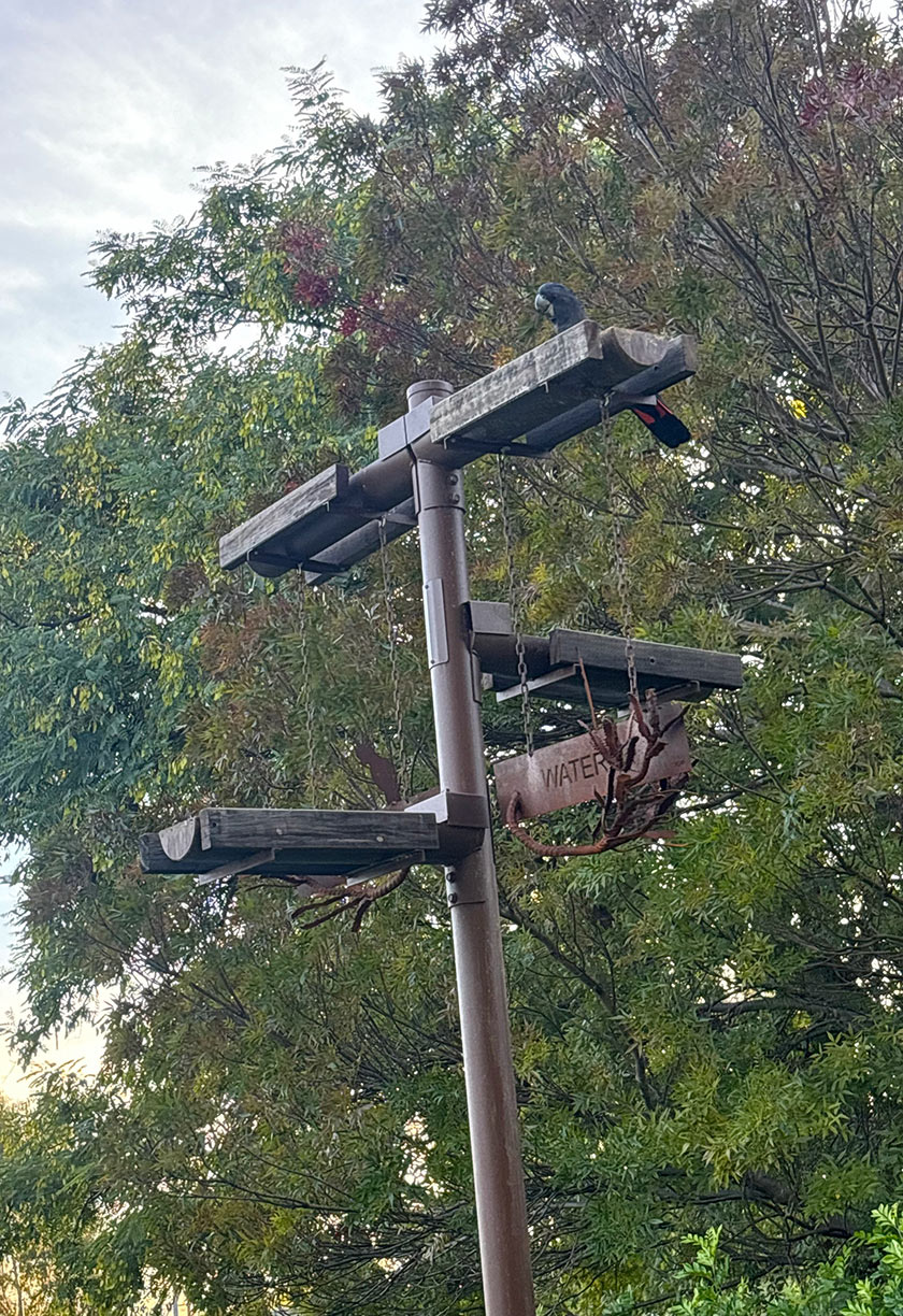 A black cockatoo drinks from the Cockitrough at St John of God Murdoch Hospital