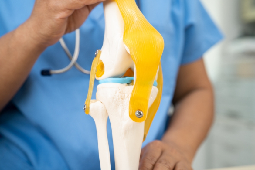 A medical professional holding a fake knee made of fake bones and ligaments