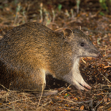 Close up of a Quenda marsupial in scrub