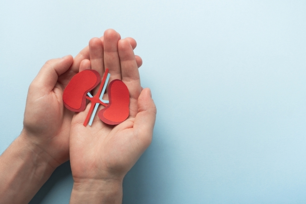 Hands holding paper cut outs of kidneys