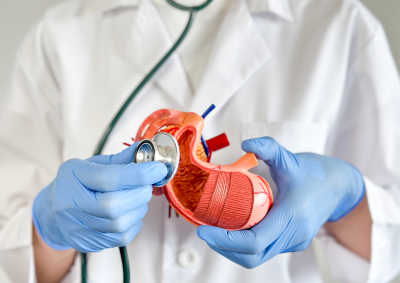 A person in a white coat holding a stethoscope up to a plastic heart.